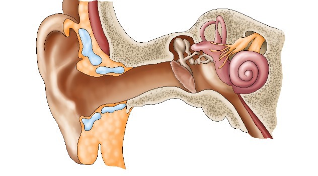 Disegno anatomia orecchio umano