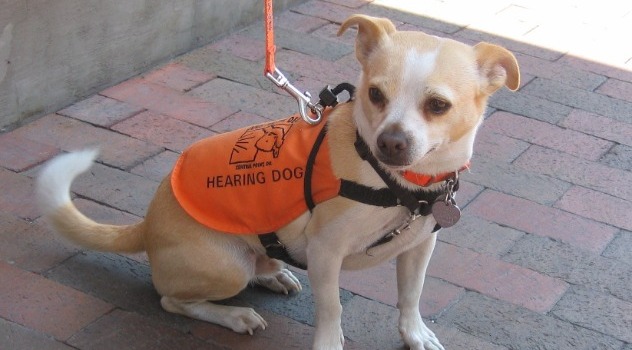 Hearing Dog al guinzaglio con pettorina arancione