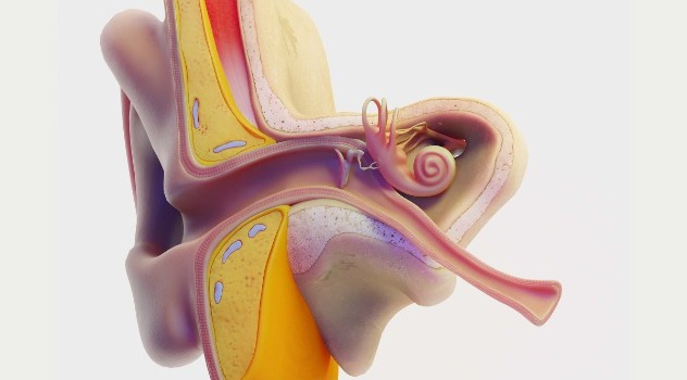 Raffigurazione in 3D dell'anatomia del condotto uditivo esterno